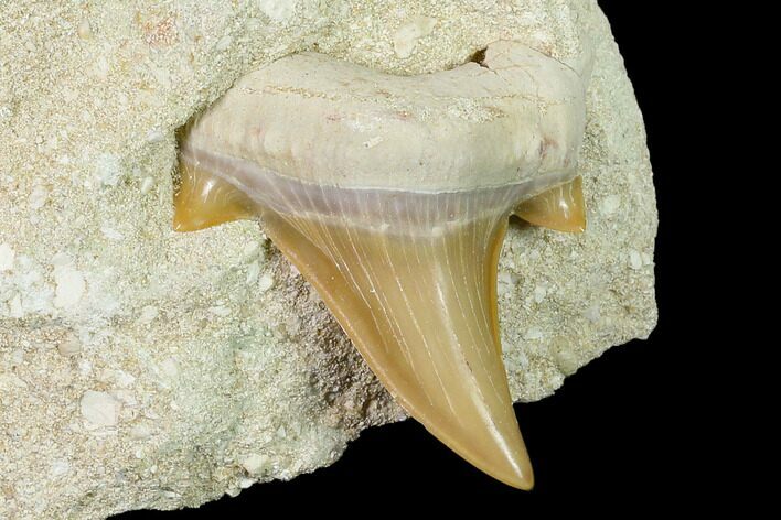 Otodus Shark Tooth Fossil in Rock - Eocene #135845